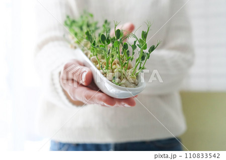 Peas microgreens in woman hands. Earth Day. Seed Germination at home. Space for text Growing sprouts Peas microgreens in woman hands. Earth Day. Seed Germination at home. Space for text Growing sprouts 110833542