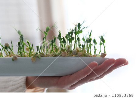 Peas microgreens in woman hands. Earth Day. Seed Germination at home healthy eating. Growing sprouts 110833569