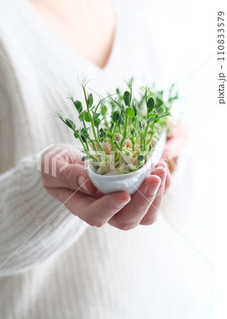 Peas microgreens in woman hands. Earth Day. Seed Germination at home. Space for text. Peas microgreens in woman hands. Earth Day. Seed Germination at home. Space for text. 110833579