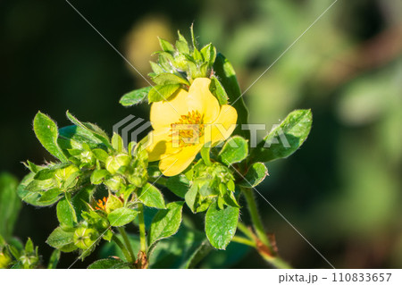 Beautiful close-up of a potentilla yellow flowers Beautiful close-up of a potentilla yellow flowers 110833657