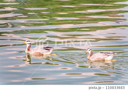 Two Bar headed gooses swimming in a lake. Two Bar headed gooses swimming in a lake. 110833683
