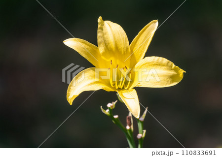 A yellow daylily flower, latin name Hemerocallis lilioasphodelus, at sunset. It is also known as the lemon daylily. 110833691