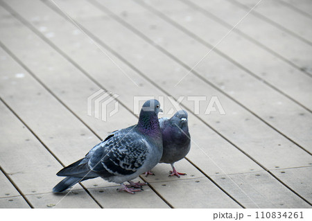 鳩 110834261