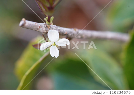 白く可憐に咲く銀木犀の花 オールドレンズ撮影 白く可憐に咲く銀木犀の花 オールドレンズ撮影 110834679