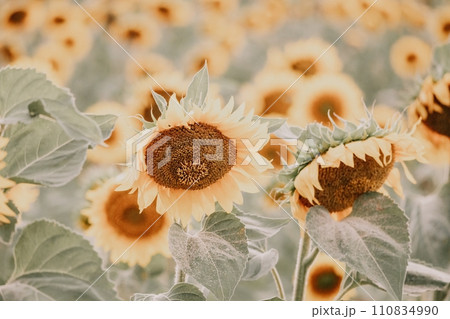 Bright Sunflower Flower: Close-up of a sunflower in full bloom, creating a natural abstract background. Summer time. Field of sunflowers in the warm light of the setting sun. Helianthus annuus. 110834990