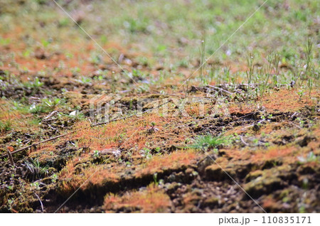水気を得て生える苔 110835171