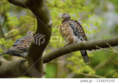 キジバト(多摩川沿い/東京都立川市) キジバト(多摩川沿い/東京都立川市) 110835242