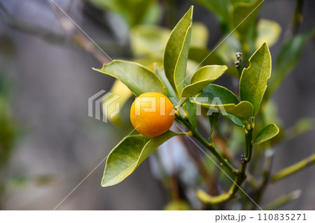 キンカン 110835271