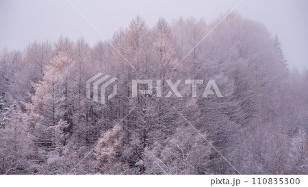 乗鞍高原　霧氷を纏った黄葉のカラマツ 110835300