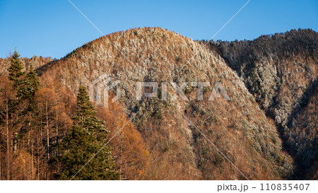 乗鞍高原　快晴の青空に映えるカラマツの黄葉と霧氷 110835407
