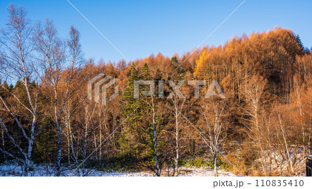 乗鞍高原　快晴の青空に映えるカラマツの黄葉 110835410