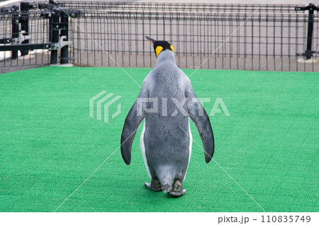 オウサマペンギンの背中 オウサマペンギンの背中 110835749