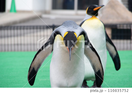 お辞儀するオウサマペンギン 110835752