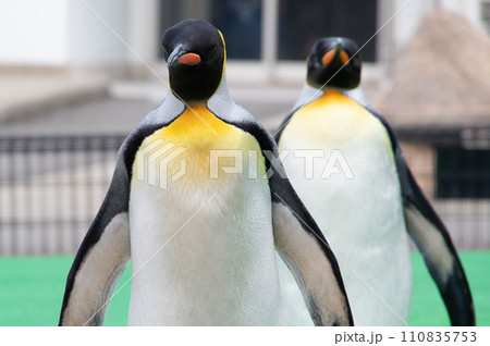 オウサマペンギンを正面から 110835753