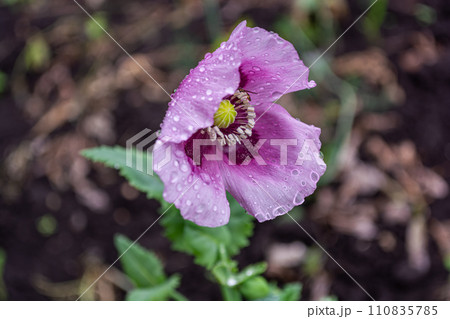 Purple poppy flower with raindrops on the petals in the garden close-up, pistils and stamens. View from above. Purple poppy flower with raindrops on the petals in the garden close-up, pistils and stamens. View from above. 110835785