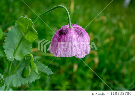 Purple poppies with raindrops on green grass background. Close-up. 110835786