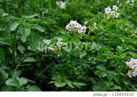 Potato field with blooming flowers and leaves, close-up 110835810