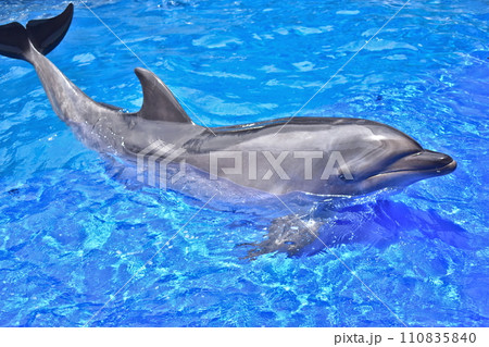 大分 イルカ 九州 水族館 大分マリーンパレス水族館 うみたまご 大分 イルカ 九州 水族館 大分マリーンパレス水族館 うみたまご 110835840
