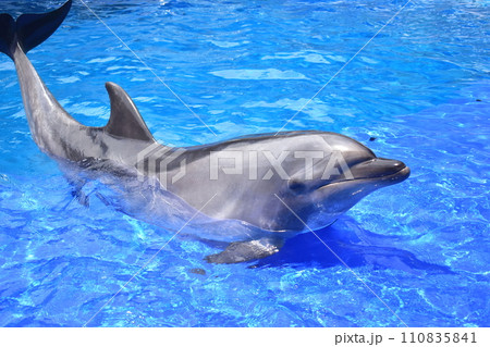大分　イルカ　九州　水族館　大分マリーンパレス水族館　うみたまご 110835841