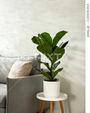 Ficus lyrata or fiddle leaf fig in living room interior. Room decoration with plant. Scandinavian fiddle peaf tree indoor plant in circle white pot at home. Potted ficus Lyrata or fiddle leaf fig tree Ficus lyrata or fiddle leaf fig in living room interior. Room decoration with plant. Scandinavian fiddle peaf tree indoor plant in circle white pot at home. Potted ficus Lyrata or fiddle leaf fig tree 110836363