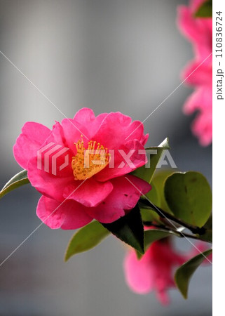 山茶花 山茶花 110836724