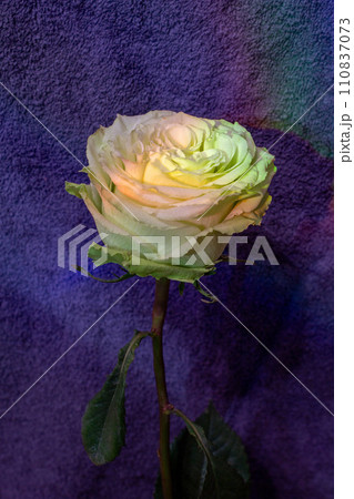 The beauty of flowers  110837073