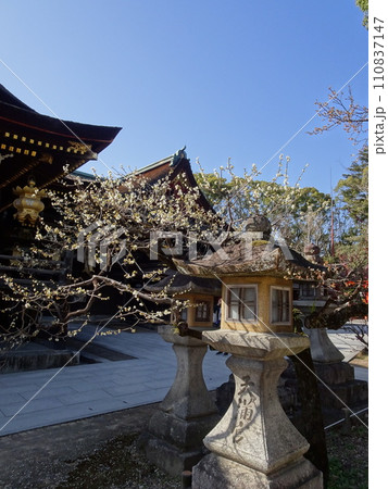 京都の梅をめぐる　北野天満宮編 110837147