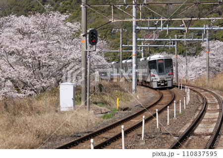 大阪府阪南市山中渓桜の間を走る鉄道風景 110837595