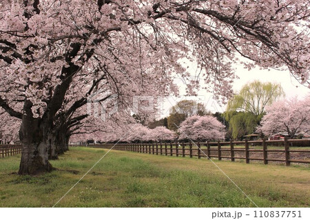 野元川親水公園 野元川親水公園 110837751