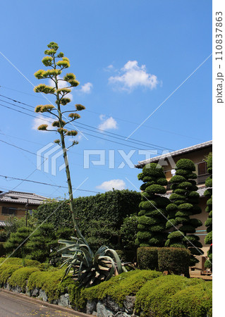 アオノリュウゼツラン開花7.25 アオノリュウゼツラン開花7.25 110837863