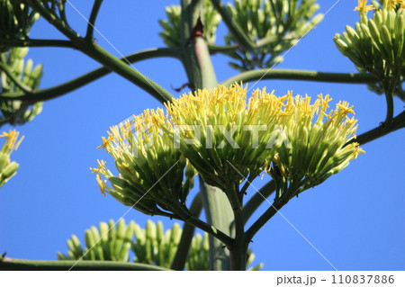 アオノリュウゼツラン開花アップ アオノリュウゼツラン開花アップ 110837886