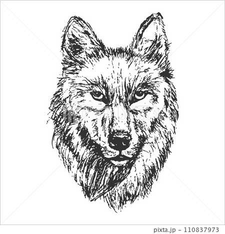 Big beautiful wild wolf portrait in line drawing style 110837973