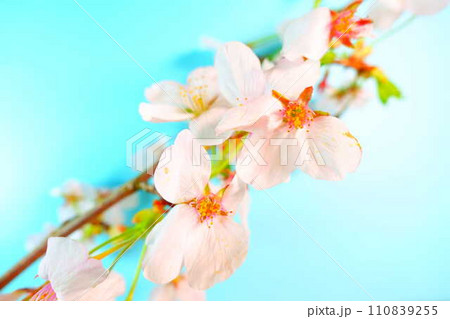 満開の桜 桜 さくら 桜 桜の花 ソメイヨシノ 満開の桜 桜 さくら 桜 桜の花 ソメイヨシノ 110839255