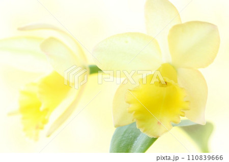 ミニカトレア　黄色い花　明るい背景　洋ラン 110839666