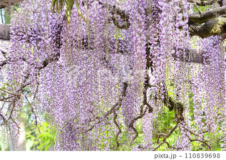 長藤　フジの花　紫色　長い花房 110839698