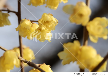冬の庭に咲く黄色いロウバイの花 110840505