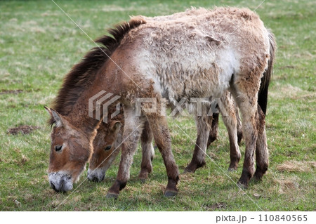 Przewalski's horses in a field Przewalski's horses in a field 110840565