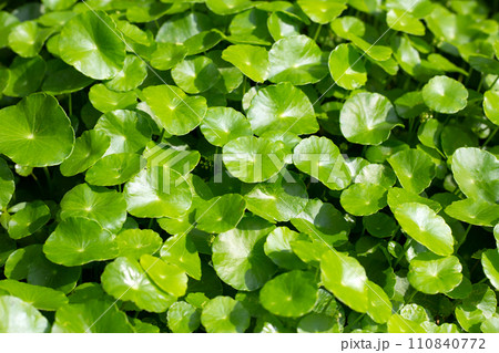 Centella asiatica (gotu kola). Fresh green leaves herb background. 110840772
