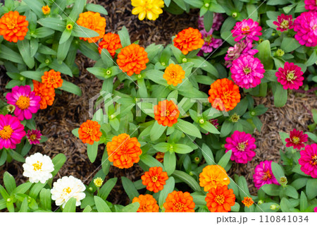 Zinnia flower in the garden 110841034