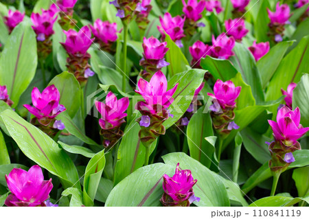 Pink flower of curcuma sessilis gage plant 110841119
