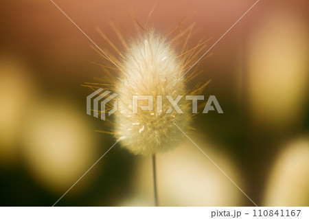 ラグラス 110841167