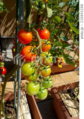 日差したっぷり浴びる　家庭菜園　プランター栽培のミニトマト 110841288