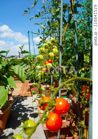 プランターで家庭菜園　ミニトマトが沢山できた 110841529