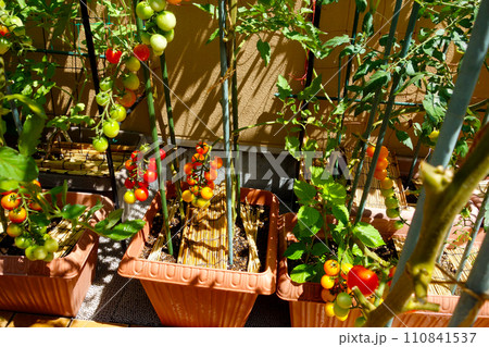 プランターで家庭菜園　ミニトマトが沢山できた 110841537