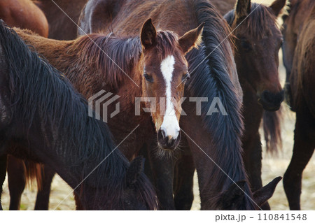group of female horses drinking water at farm bowl group of female horses drinking water at farm bowl 110841548