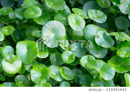Centella asiatica (gotu kola). Fresh green leaves herb background. Centella asiatica (gotu kola). Fresh green leaves herb background. 110841642
