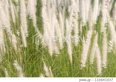 Fountain grass or pennisetum alopecuroides Fountain grass or pennisetum alopecuroides 110841837