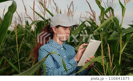 agriculture, farmer with digital tablet working corn field, hands touching tablet while working field, business farm, business technology farmland examining outdoors internet inspecting check agriculture, farmer with digital tablet working corn field, hands touching tablet while working field, business farm, business technology farmland examining outdoors internet inspecting check 110841875