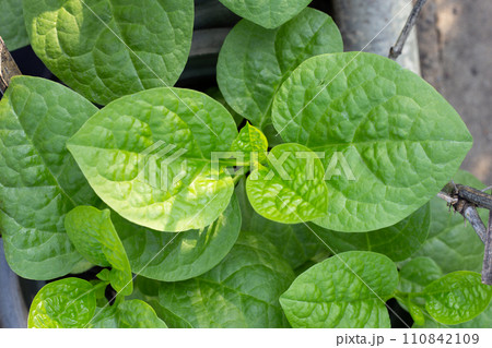 Ceylon spinach or basella rubra linn Ceylon spinach or basella rubra linn 110842109