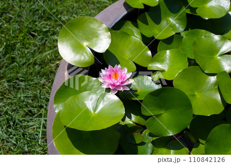 Beautiful water lily. Lotus water plant in a pot Beautiful water lily. Lotus water plant in a pot 110842126